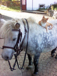 Tiere auf Buchheims Hof - Pony und Katze
